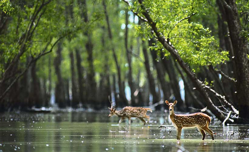 Sundarbans Travel Guide: How to Plan Your Perfect Jungle Adventure