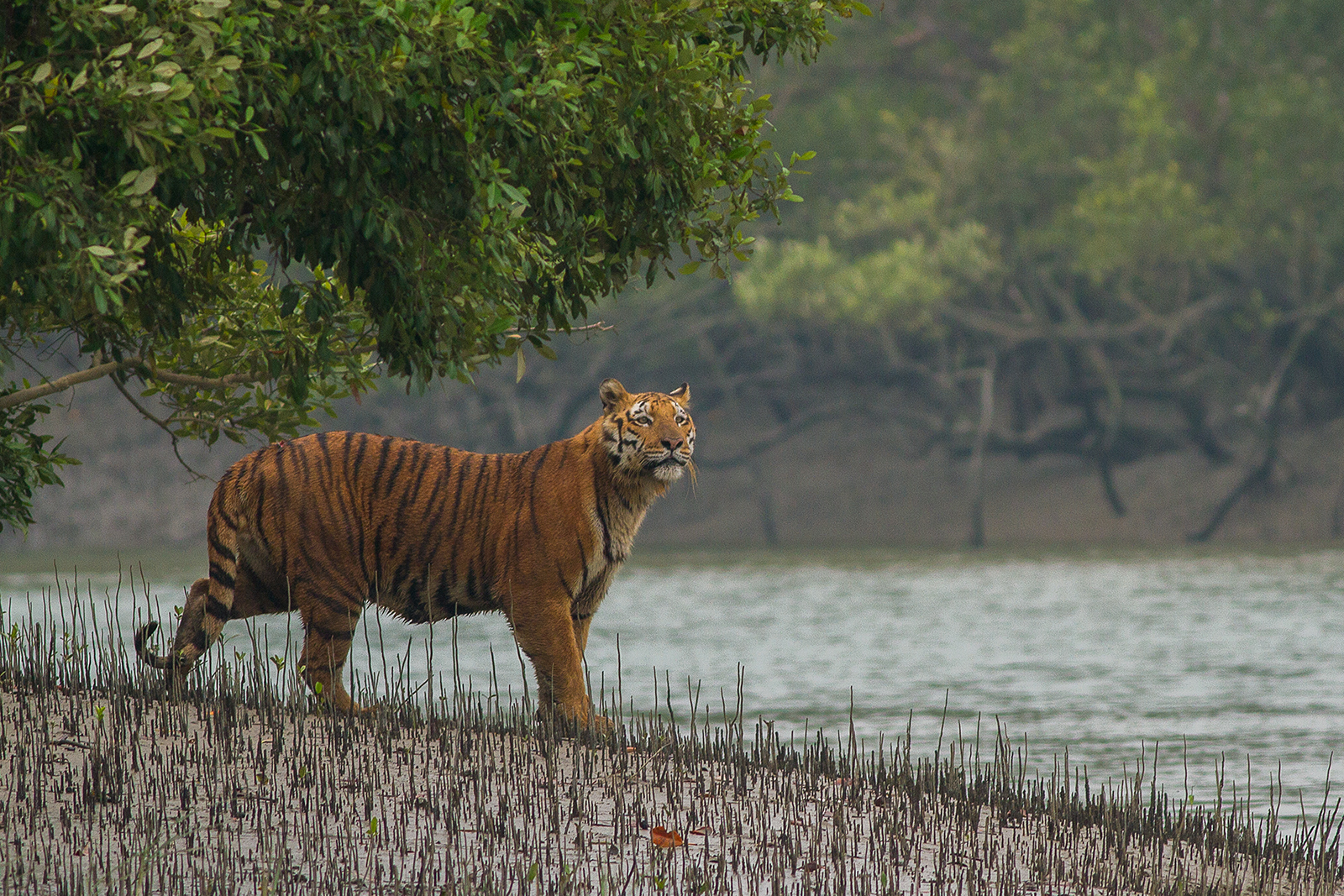 Exploring the Sundarbans: Home of the Royal Bengal Tiger